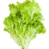 Lettuce - Green Frill