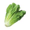 Lettuce - Cos Head