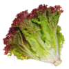 Lettuce - Red Frill Head