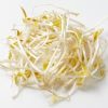 Mung Bean Sprouts 1kg Bag